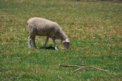 Dry weather continues in the state of Arizona. – ArizonaSheepHistory.wordpress.com