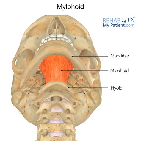 Mylohyoid | Rehab My Patient