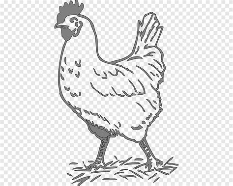 Leghorn chicken Rooster Poultry The Little Red Hen, ayam potong, galliformes, chicken png | PNGEgg
