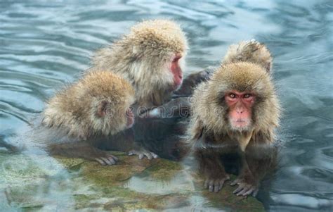 Japanese Macaques in the Water of Natural Hot Springs. Stock Image - Image of macaques, mammals ...