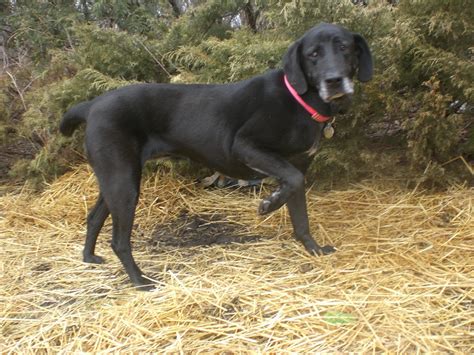 Bluetick Coonhound Info, Temperament, Puppies, Mix, Pictures