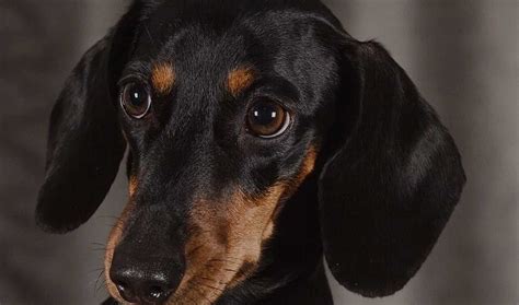 150+ Dachshund Dog Names – Perfect Name Ideas for Sausage Dogs