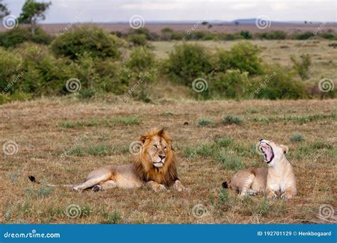 Lion Mating Couple in the Masai Mara Stock Image - Image of carnivore, kenya: 192701129