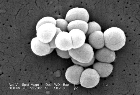 Free picture: gram, positive, micrococcus luteus, bacteria