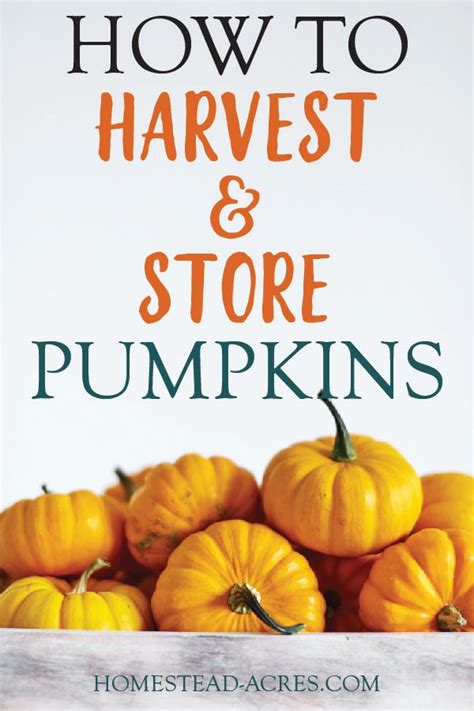 How To Tell When A Pumpkin Is Ripe Plus Easy Harvesting Tips ...