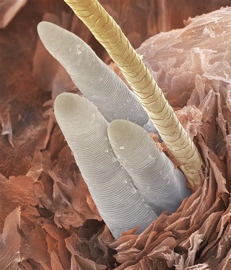 Eyelash Mite Tails Sem Photograph by Power And Syred | Pixels