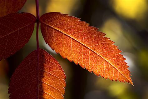 Fall Foliage Trees: American Mountain Ash and White Ash