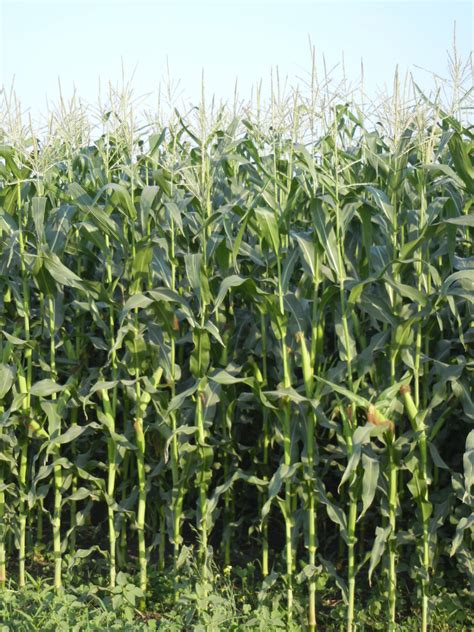 Green stalks of corn in the field free image download