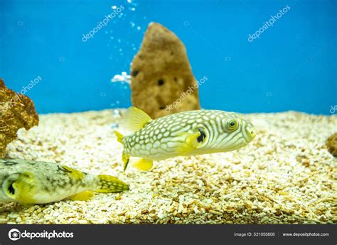 Close Puffer Fish Aquarium Tank Stock Photo by ©chayakorn.lot@gmail.com 521055808