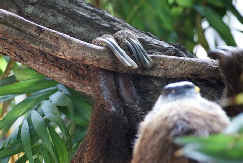 Sloth toes | Didn't manage a photo of the rest of the sloth,… | Flickr