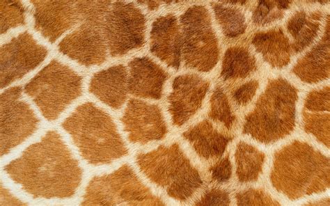 Pin by Cindy Anderson on 5 senses | Giraffe print, Pattern drawing, Giraffe pattern