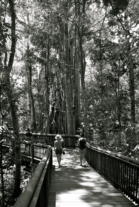 Cathedral Fig Tree | Queensland - Australia | carpí | Flickr