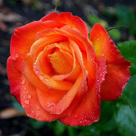 Pin by Despina Pashalidis on BEAUTIFUL FLOWERS...☘ | Beautiful roses, Orange roses, Planting flowers