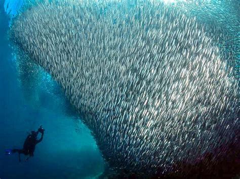 Diving Moalboal Cebu Philippines | Fasci Garden