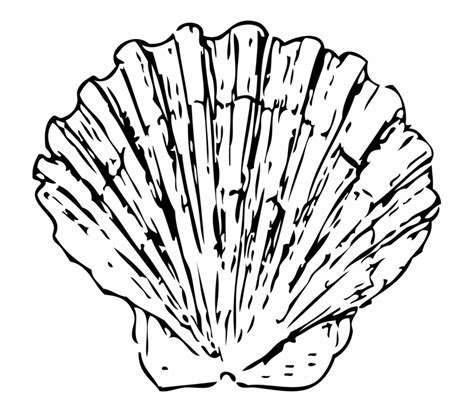 Seashell Clipart Black And White