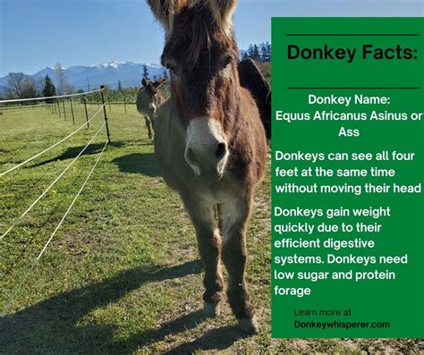 Donkey Facts