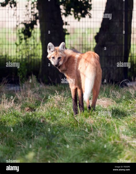 The maned wolf (Chrysocyon brachyurus), in its enclosure at the Rare Species Conservation Centre ...