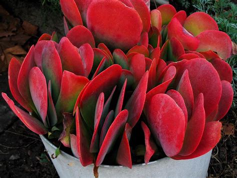 Succulent Fire | A very interesting bright red succulent cac… | Randy Robertson | Flickr