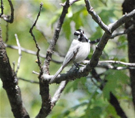 Mountain Chickadee - facts, behavior, habitat, song & photos