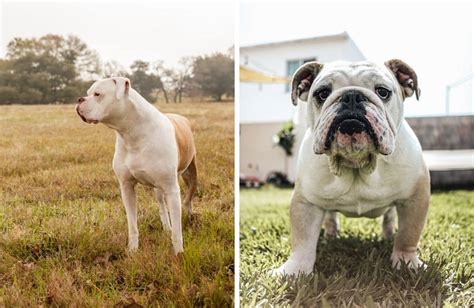 American Bulldog Vs English Bulldog Comparison - Kate's K9 Pet Care