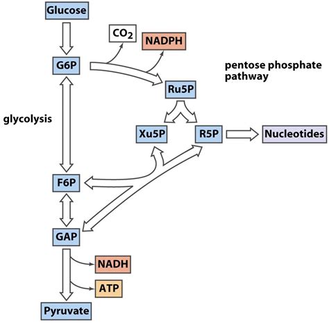 Solved The pentose phosphate pathway occurs in 3 stages: | Chegg.com