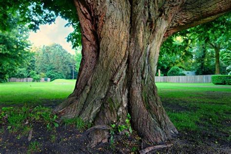 What is a tree trunk? | Facts and Information | Twinkl Wiki