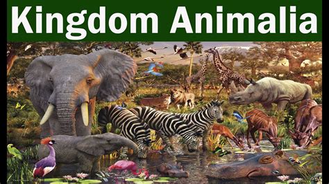 Introduction To Chapter 4 Kingdom Animalia - YouTube