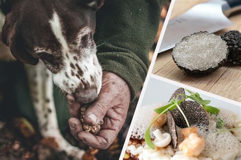 Truffle Hunting in Italy: What It's Like in the World's Truffle Capital ...