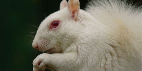 Albino Animals That Need Our Protection (And Lots Of Love) - The Dodo