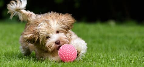 Should Puppies Play Fetch