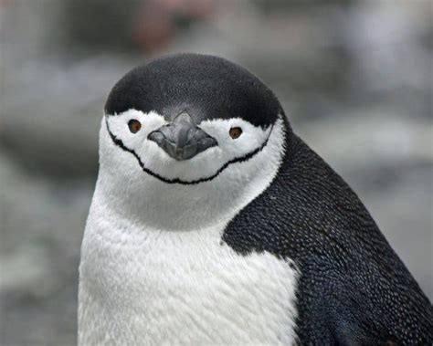 Climate change causes penguin colonies to decline by a THIRD