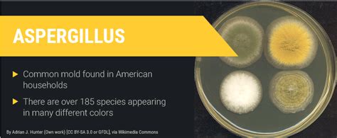 What is an acceptable indoor mold spore count? | MoldGone.net