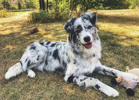 Are Border Collies Or Australian Shepherds Smarter