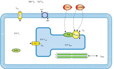 Modelling Sarcoplasmic Reticulum Calcium APTase and its Regulation in ...