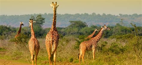 10 Days Remarkable Rwanda Safari » One World Travel & Tours Ltd