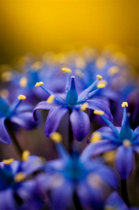 sapphire blue | Beautiful flowers, Love flowers, Flowers photography