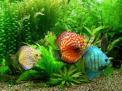 Types of ornamental fish | sourcesoflife - sourcesoflife