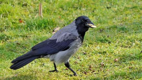 Premium Photo | Crow eating nuts