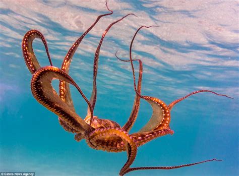 Hawaii snorkellers attract group of octopuses in amazing photos | Daily ...