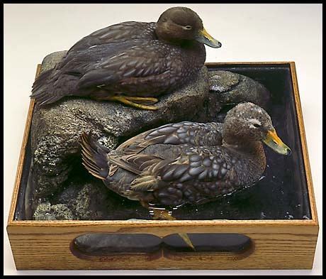 Gallery of Wildlife Art: Frank Newmyer's Flying Steamer Ducks