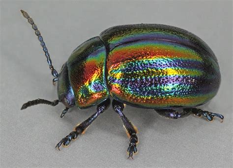 Chrysolina cerealis - Wikipedia | Beautiful bugs, Animals, Beetle