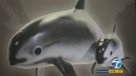 Meet the vaquita porpoise, the most endangered sea mammal in the world - ABC11 Raleigh-Durham