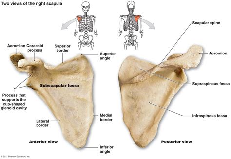 The Skeletal System | Anatomy, Human anatomy and physiology, Scapula