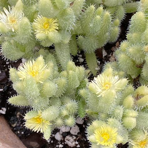 Delosperma echinatum variegatum | Avant Gardens