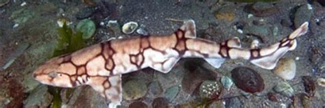 Chain Catshark | Marine aquarium, Fish pet, Marine fish