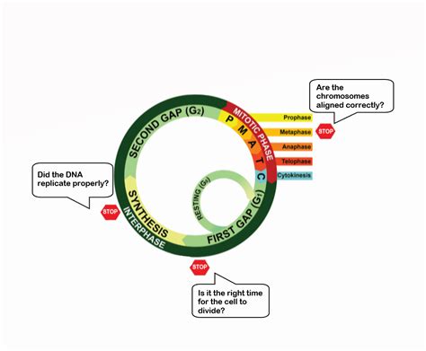 4.12 Cell Cycle and Cell Division – Human Biology