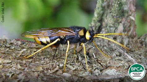 Identify the differences between wasps, hornets, bees and more