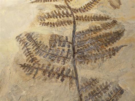 LARGE PLANT FERN FOSSIL PECOPTERIS FOSSILS