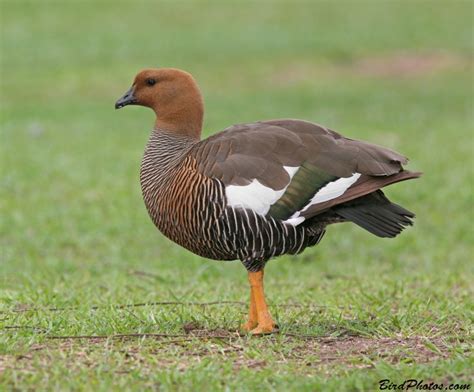 Upland Goose | BirdPhotos.com