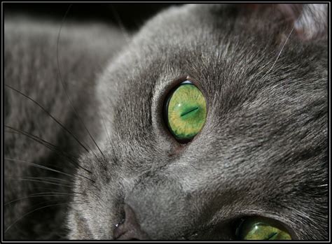 Emerald eyes [1807x1334] Cute Cats And Dogs, Cats And Kittens, Cat Obsession, Emerald Eyes, Pink ...